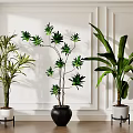 Decorative Indoor Potted Plants with Various Types in White and Black Pots on Wooden Floor