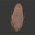 Detailed Close Up View Of Brown Cockroach Body Exoskeleton On Dark Background