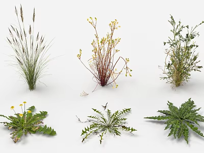 Garden Landscape Design Featuring Various Types of Herbaceous Plants And Grasses 3d model