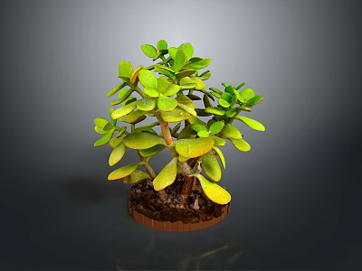 Green Leaf Succulent Plant with Wooden Stem in Brown Pot and Soil for Indoor Decoration 3d model