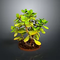 Green Leaf Succulent Plant with Wooden Stem in Brown Pot and Soil for Indoor Decoration