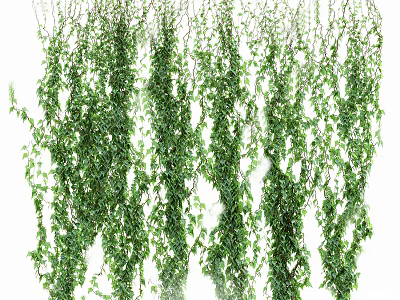 Hanging Green Vines With Lush Leaves For Natural Decorative Garden And Home 3d model