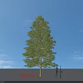 Arbor Small Fruit Grey Bamboo Peach Tree 8 Meters Tall With Person Under Blue Sky