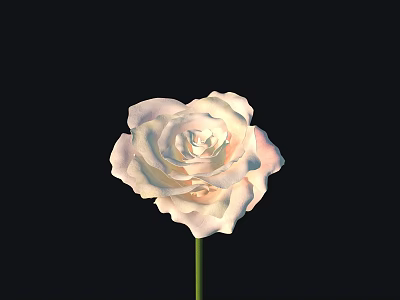 Beautiful White Rose in Full Bloom with Green Stem on Black Background 3d model