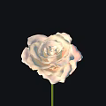 Beautiful White Rose in Full Bloom with Green Stem on Black Background