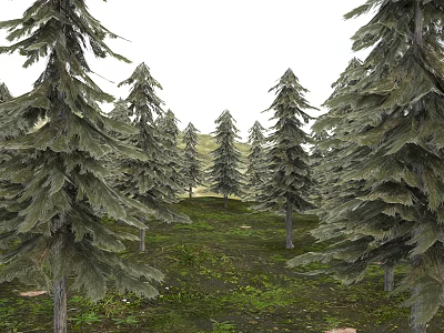 Tall Pine Trees In Natural Forest With Green Grass On Ground 3d model