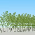 Tall Bamboo Grove With Lush Leaves Neatly Arranged Under Blue Sky On Sandy Ground