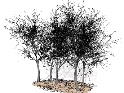 Several Leafless Arbor Trees With Thin Trunks And Branches On Soil 3d model