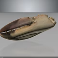 Crab Claw Organ With Red Beige Color And Fine Hairs Texture Details