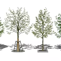 Various Tree Pit Designs For Urban Landscaping With Different Shapes And Structures 3d model
