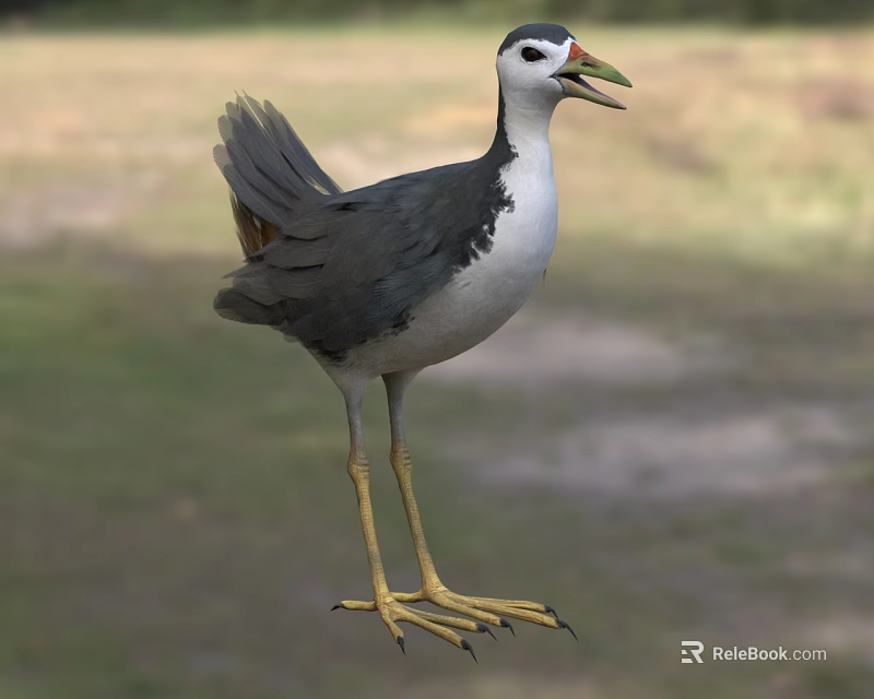Gray White Reptile With Yellow Legs Standing On Green Grassland Habitat 3d model 