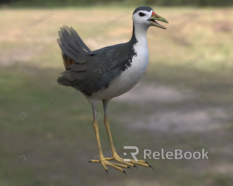 White-breasted bitter and evil bird white-breasted chicken white-faced chicken white-bellied chicken biological animal model