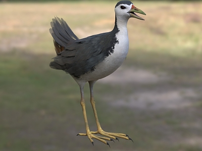 White-breasted bitter and evil bird white-breasted chicken white-faced chicken white-bellied chicken biological animal model