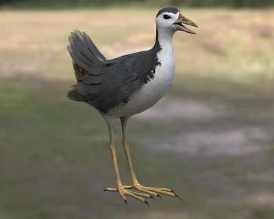 Gray White Reptile With Yellow Legs Standing On Green Grassland Habitat 3d model