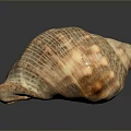 Natural Aquatic Animal Shell With Detailed Patterns And Textured Surface