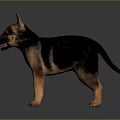 Realistic German Shepherd 3D Model Standing On Reflective Surface With Black Tan Coat 3d model