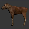 Detailed Realistic Young Brown Moose Calf Standing Against Gray Background