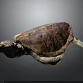 Colorful Sea Turtle with Red and Orange Shell Pattern Head and Limbs on Dark Background 3d model