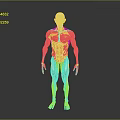 Red Colored Human Muscle Organ 3D Model Showing Detailed Anatomical Structure