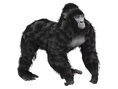 Realistic Gorilla In Standing Stance With Dense Black Fur And Silver Chest 3d model