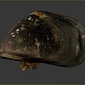 Clam Showing Natural Coloration With Textured Brownish Orange Shell On Gray Background