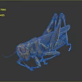 grasshopper insect cartoon locust animation locust anime locust anime game character 3d model