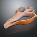 Glossy Orange Aquatic Animal Shell With Unique Curved Shape And Smooth Textured Surface