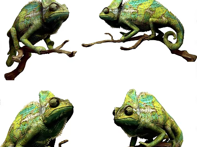 Chameleons On Branches In Various Poses 3d model
