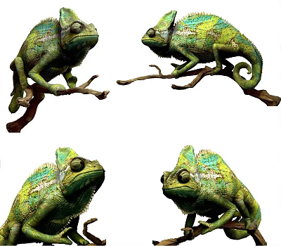 Chameleons On Branches In Various Poses 3d model Chameleons On Branches In Various Poses 3d model