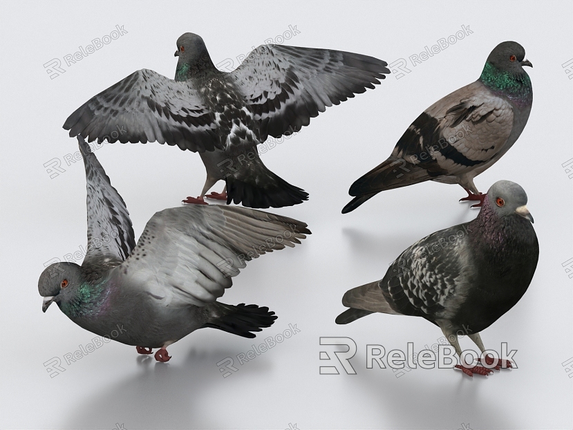 pigeon bird bird bird animal model