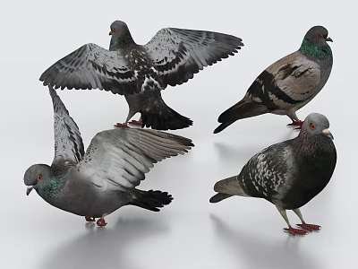 Various Pigeons in Different Poses Spreading Wings and Standing on Simple White Background 3d model
