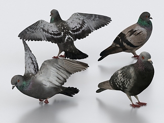 pigeon bird animal 3d model