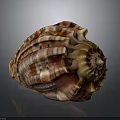 Colorful Conch Shell With Spiral Pattern And Detailed Striped Texture On Dark Background