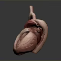 3D Heart Anatomical Model Medical Device For Educational Training And Structure 3d model