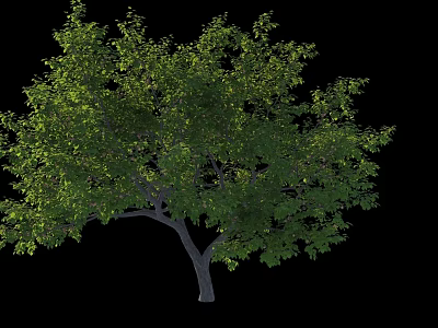 Lush Green Deciduous Tree With Dense Foliage Strong Trunk And Natural Shape 3d model
