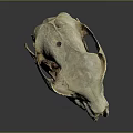 Detailed Animal Skull Specimen With Visible Teeth And Eye Sockets On Gray Background