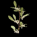 Natural Plant Branch With Green Leaves And White Flowers On Black Background