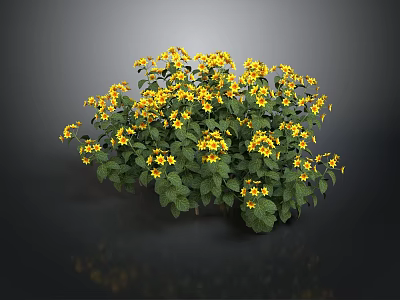 Lush Green Leaf Plant With Bright Yellow Flowers In Full Bloom 3d model
