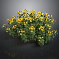 Lush Green Leaf Plant With Bright Yellow Flowers In Full Bloom