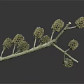 Detailed Natural Tree Branch With Multiple Brown Cones On Dark Background