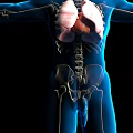 Human Abdominal Organs 3D Medical Illustration With Skeleton And Internal Structure