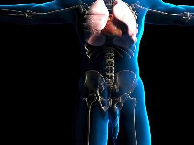 Human Abdominal Organs 3D Medical Illustration With Skeleton And Internal Structure 3d model