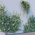 Lush Green Vines With Dense Foliage Climbing And Hanging On Gray Wall Surface