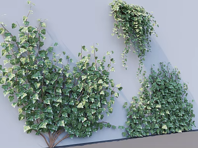 Lush Green Vines With Dense Foliage Climbing And Hanging On Gray Wall Surface 3d model