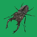 Large Stag Beetle With Prominent Mandibles On Green Screen Background Displaying Intricate Exoskeleton Details