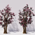 Two Ornamental Arbor Trees With Pink Blossoms Green Leaves And Brown Trunks