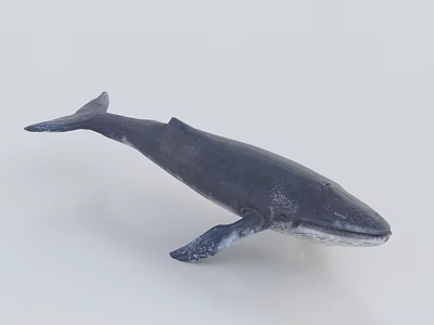 Lifelike Black Blue Whale Marine Animal Model With Fins And Tail 3d model