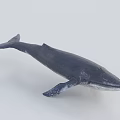 Lifelike Black Blue Whale Marine Animal Model With Fins And Tail