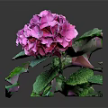 Vibrant Pink Blooming Hydrangea Plant With Lush Green Leaves On Dark Background