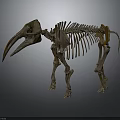 Prehistoric Mammoth Skeleton With Long Tusks And Complete Bone Structure